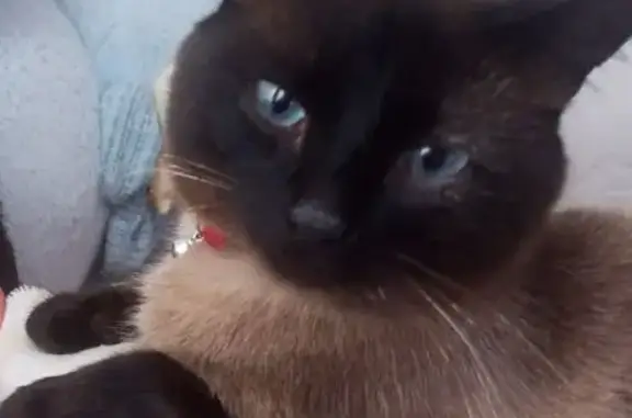 Кошки потеряшки, Горно-Алтайск, фото: Потеряшка тайская кошка, Дачная ул., Горно-Алтайск