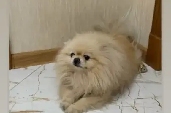 Пропала собака, Донской проезд, 5, Пятигорск - photo