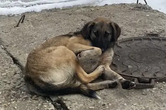 Найдена собака, Пенза, фото: Собака найдена: ул. 8 Марта, Пенза