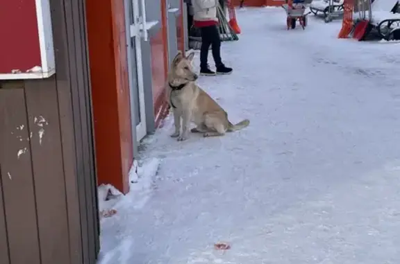 Найдена собака, Кривцово, фото: Потерян пёс, Восточное шоссе, Кривцово