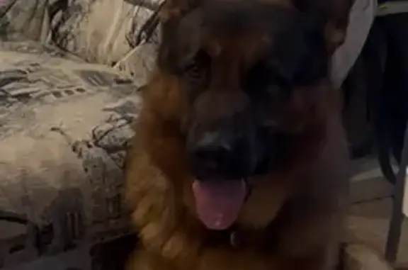 Пропала овчарка, Владимировка, Самарская обл. - photo