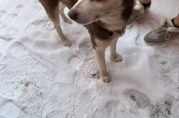 Найдена собака, Чекаевский, фото: Хаски найдена: ул. 70 лет Победы, 155