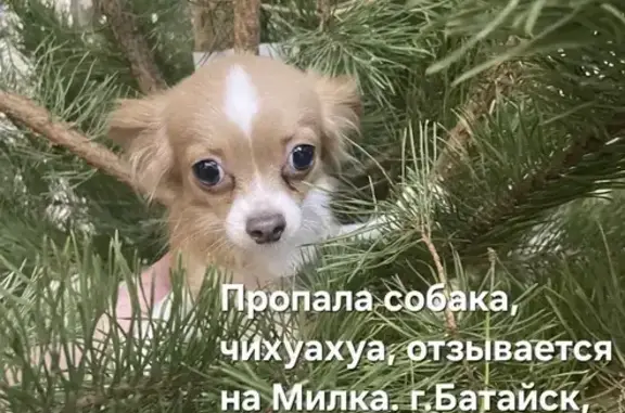 Пропала собака, Саратовская 104, Батайск - photo