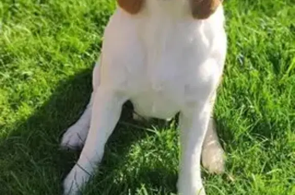 Собаки потеряшки, Коврово, фото: Потеряшка собака, Крейсерская ул. 19, Коврово