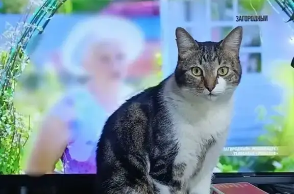 Пропала кошка, ул. Газопровод, 9 к1 - photo