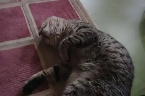 Пропал кот, Казачья ул. 15, Новочеркасск - photo