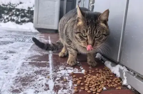 Найдена кошка, Калининград, фото: Кошка найдена: Озёрная 25в, Калининград