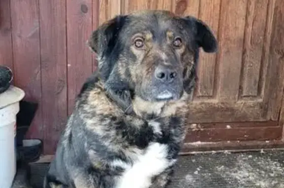 Пропала собака, Алексеевка, Ленобласть - photo