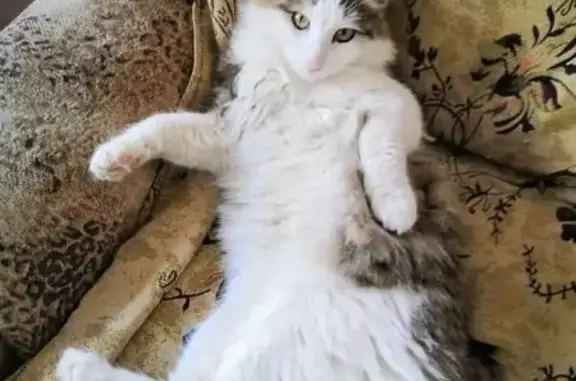 Пропала кошка, Геологическая 4, Сургут - photo