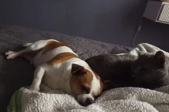 Пропала собака, 8 мкр, пр. Менделеева, 22 - photo