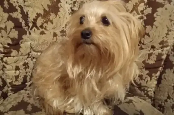 Пропала собака, Малиновского 6, Арх. - photo