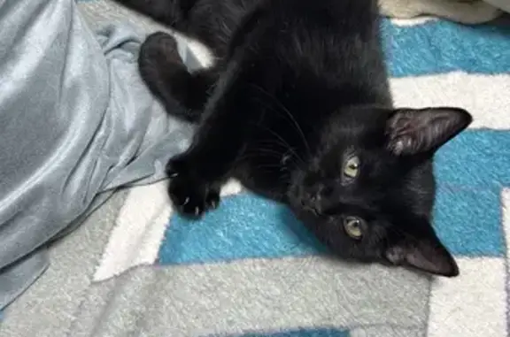 Найдена кошка, Новосибирск, фото: Котенок найден: ул. Бородина, 15, НСК