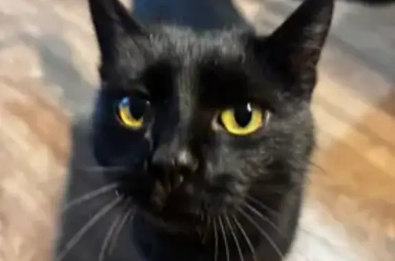 Пропала черная кошка, Санаторный пер., 2А - photo