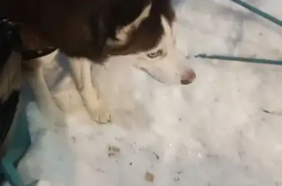 Найдена собака, Омск, фото: Хаски найдена на Рокоссовского, 28, Омск