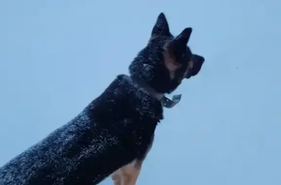 Найдена собака, Новоалександровское, фото: Найдена собака в Горицах, звоните!