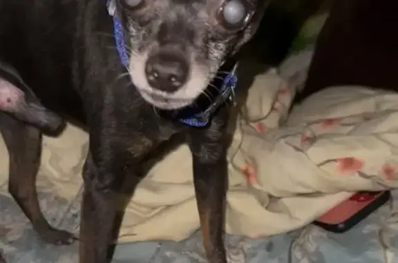 Пропала собака, Лермонтовский пер. 4, Светлогорск - photo