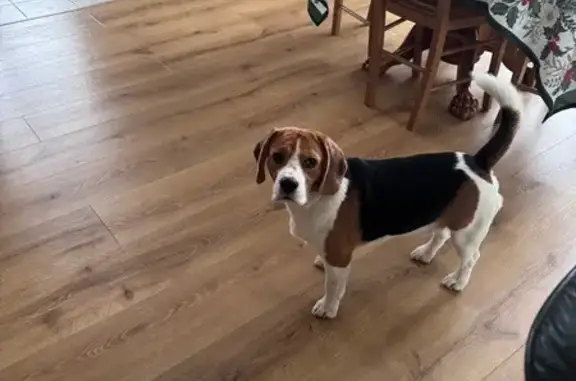 Найдена собака, Логозовская волость, фото: Найден бигль 58К-346, Логозовская волость