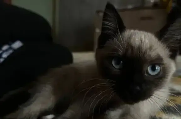 Пропала кошка, ул. Фрезеровщиков 32 - photo