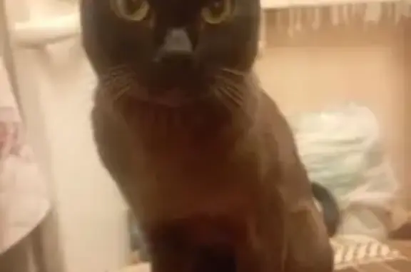 Пропала кошка: Синельниковская, 53, Москва - photo