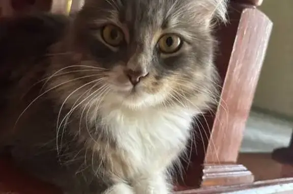 Пропала кошка, Светлая ул. 48, Ленинградская - photo