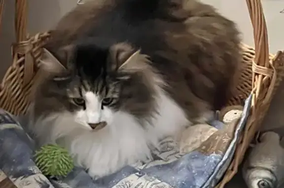 Кошки потеряшки, Юкковское, фото: Потеряшка кошка, Юкковское с/п, Ленобл.