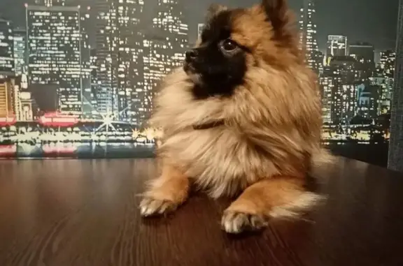 Пропала собака на Фрунзе, 224, Томск - photo