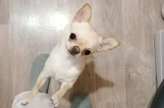 Пропала чихуахуа Белла, ул. Маяковского, Кузнецк - photo