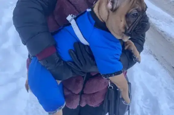 Найдена собака, Самара, фото: Собака найдена: пр. Кирова, 415А, Самара