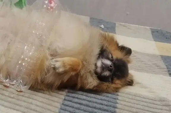 Пропала собака на пр. Фрунзе, Томск - photo