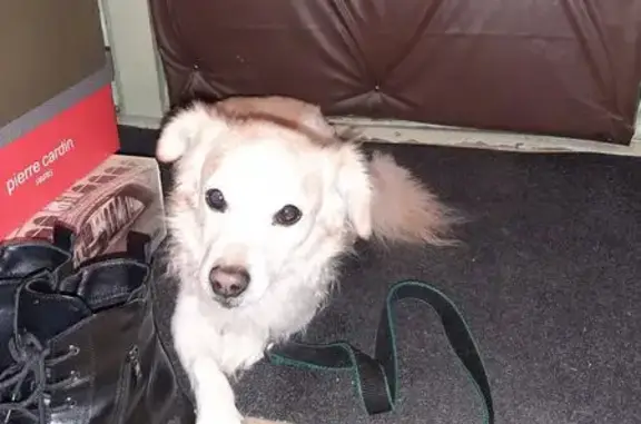 Найдена собака, ул. Курчатова, 13А - photo