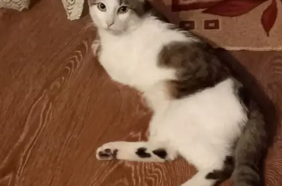 Пропала кошка Кокос, ул. Гагарина, 13 - photo