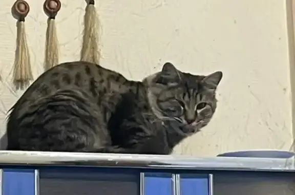 Пропала кошка, Октябрьская ул., Миасс - photo