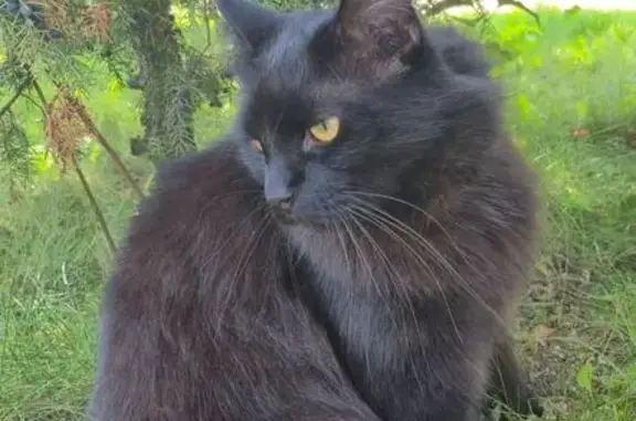 Кошки потеряшки, Торжок, фото: Потеряшка чёрная кошка, Ржевский пер., Торжок