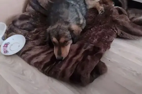 Найдена собака, Панковка, фото: Найдена собака, Строительная 8А, Панковка