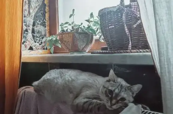 Пропала кошка, Краснознамённая 42, Ильинский - photo