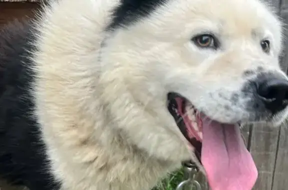 Пропала собака, Берёзовая ул., Белоярский - photo