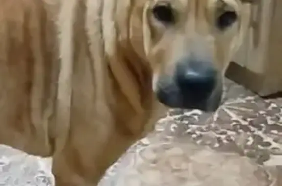 Пропала собака, ул. Бумажников, 2, Боровичи - photo