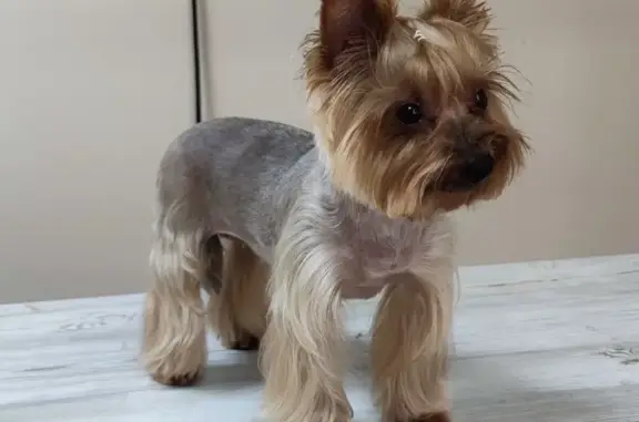 Найдена собака, Быково, фото: Собака найдена на Аэропортовской, 14П, Быково