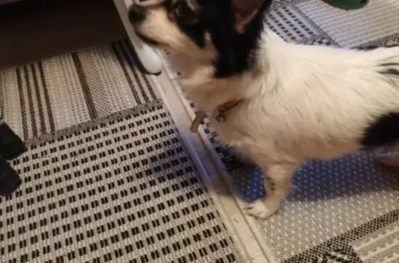 Найдена собака, Раменское, фото: Собака найдена на ул. Железнодорожной, Раменское