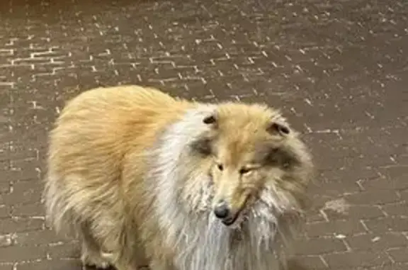 Найдена собака, Молодёжное, фото: Колли найдена: Байкальский тракт, Молодёжное