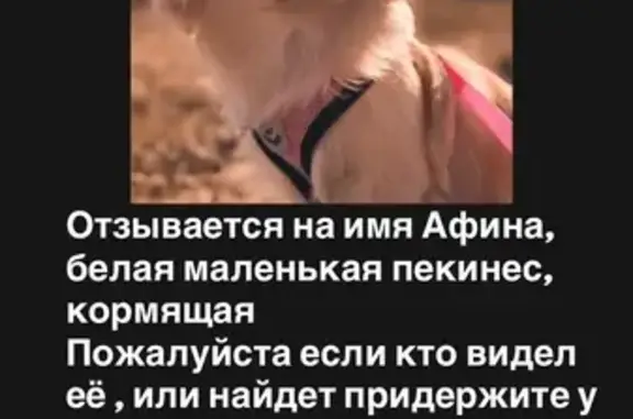 Собаки потеряшки, Курск, фото: Потеряшка собака, Живописный пер., 2А, Курск