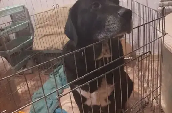 Найдена собака, Рощинский, фото: Лабрадор найден на Советской улице, Рощинский