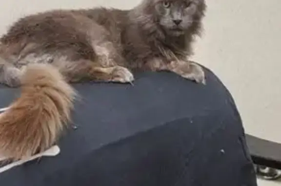 Найдена кошка, Бурцево, фото: Найден серый мейн кун, ул. Алексеевка, 10А