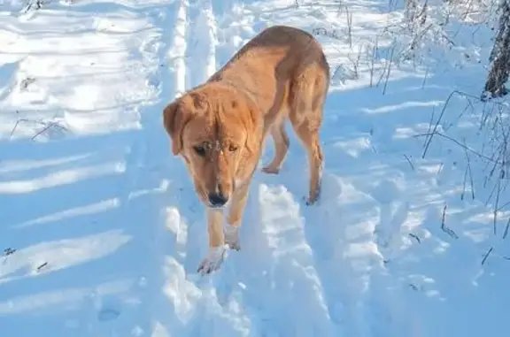 Найдена собака, Рассвет, фото: Найдена собака, Молодёжная 68, Рассвет