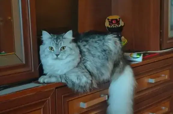 Пропала серая кошка, ул. Молостовых, 6 к3 - photo