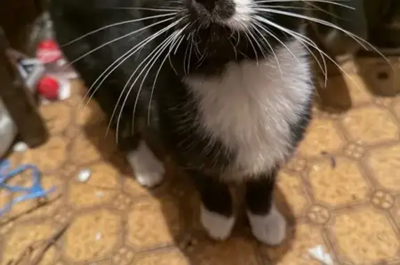 Найдена кошка, Быково, фото: Кошка найдена в Быково, МО