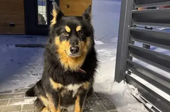 Найдена собака, ки, фото: Собака найдена на Новорижском шоссе, 75 км