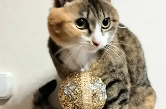 Пропала кошка, Заводская 20, Киренск - photo