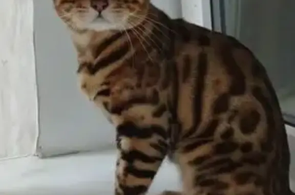 Пропал бенгал Оскар, Куйбышева 22, РнД - photo