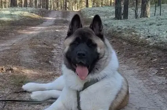 Пропала собака, Шварево, Пермский край - photo